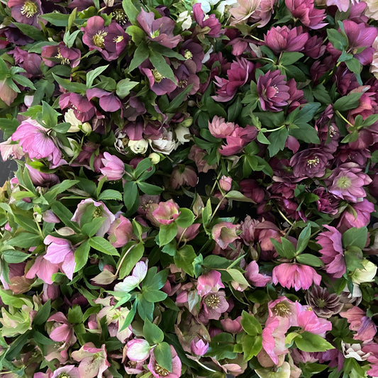 Hellebore Delivery