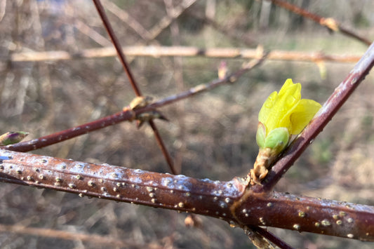 First Forsythia!