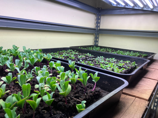 Seedlings under lights