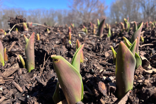 Tulips and blue sky