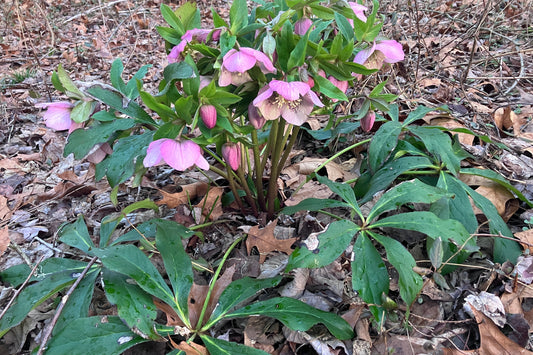 Hellebores self-mulching