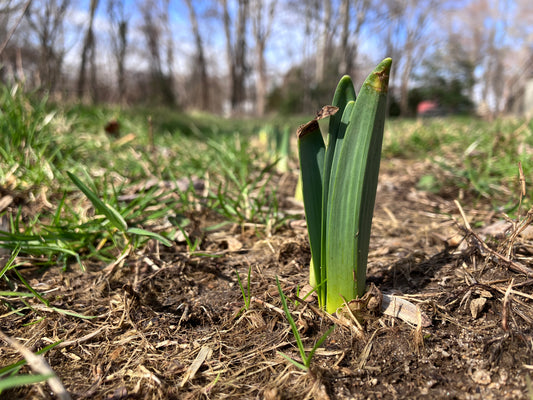 Daffies are peeking up