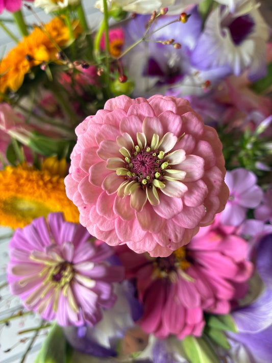 Sweet Zinnias